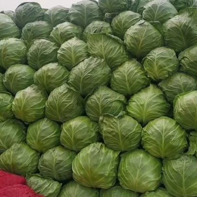 Competitive Price Chinese Fresh Green Rice Cabbage