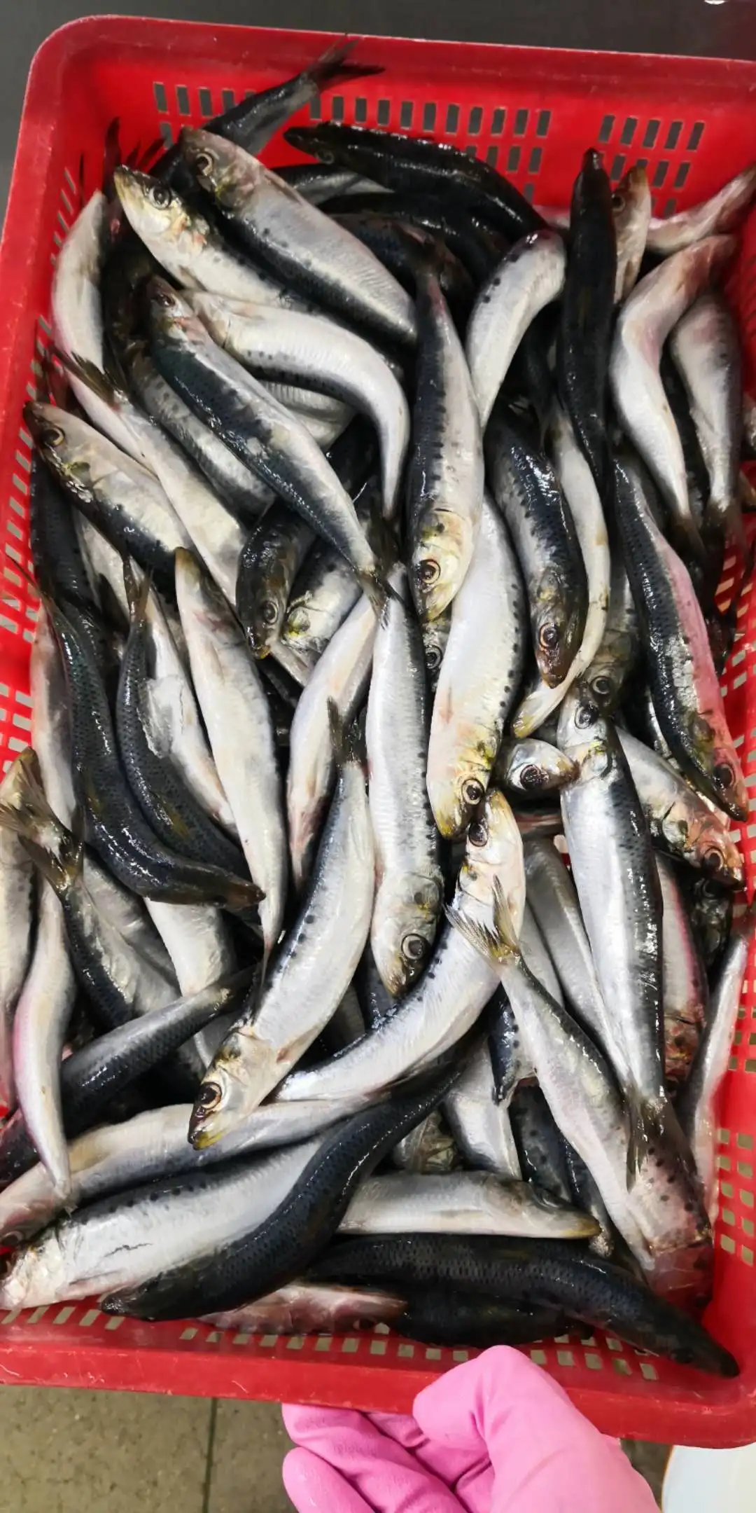 OEM small packing IQF frozen sardine fish