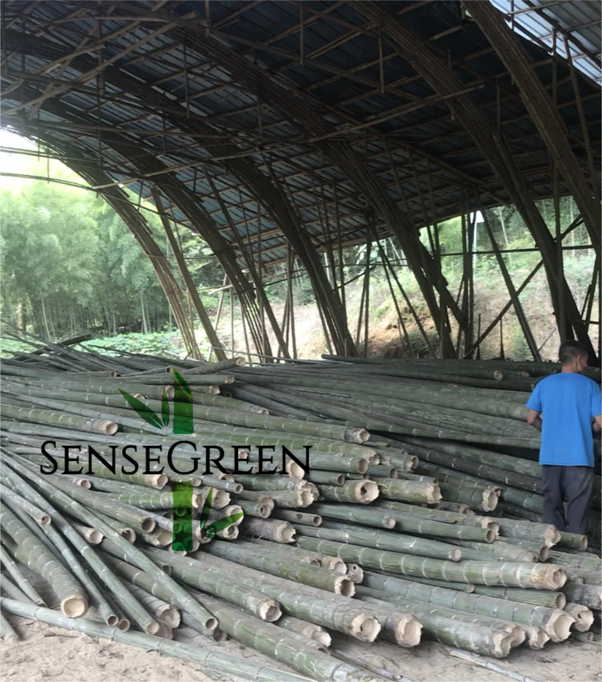 Moso оптовая продажа большие круглые бамбуковые столбы Натуральный Необработанный бамбук для строительства и украшения