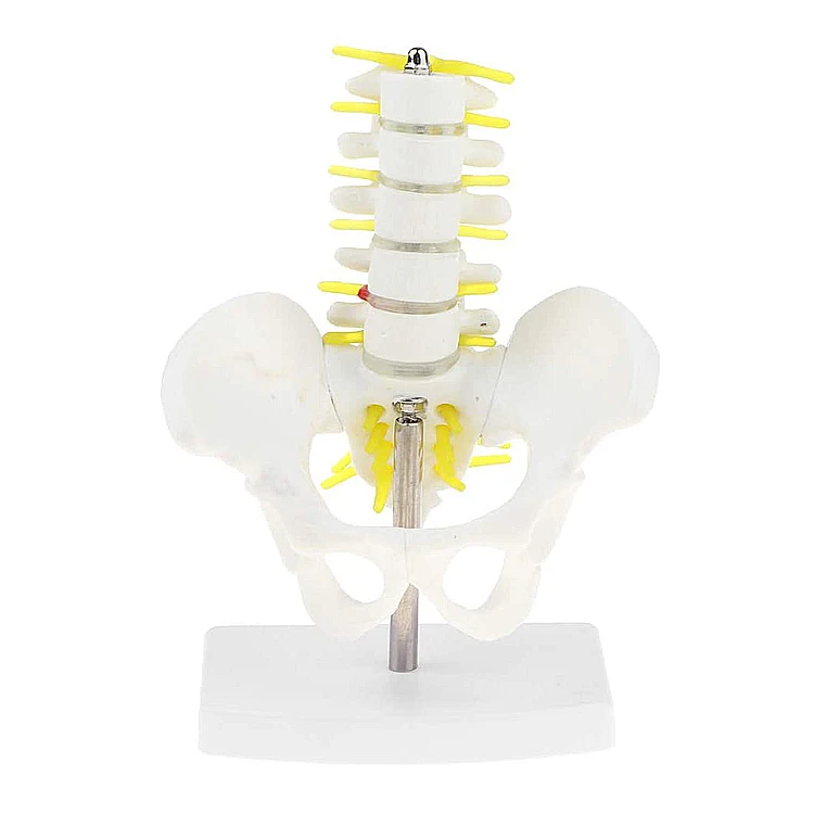 Medical Anatomy Simulation Human Small Pelvis Skeleton Model With 5pcs Lumbar Vertebraes