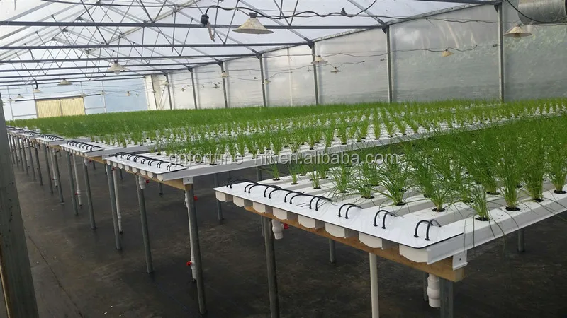 
Dongguan nft hydroponics system vertical farming greenhouse plants 
