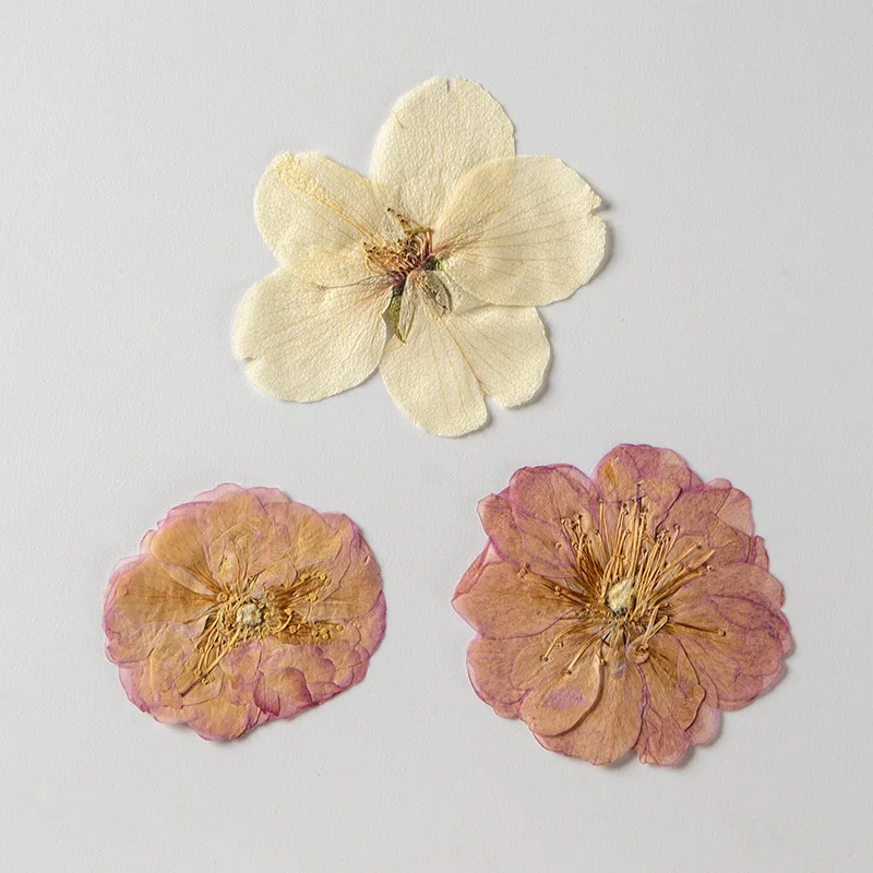 Sakura Cherry Blossoms Card Making Supplies Resin Jewelry Natural Plant  Real Pressed Dried Flower