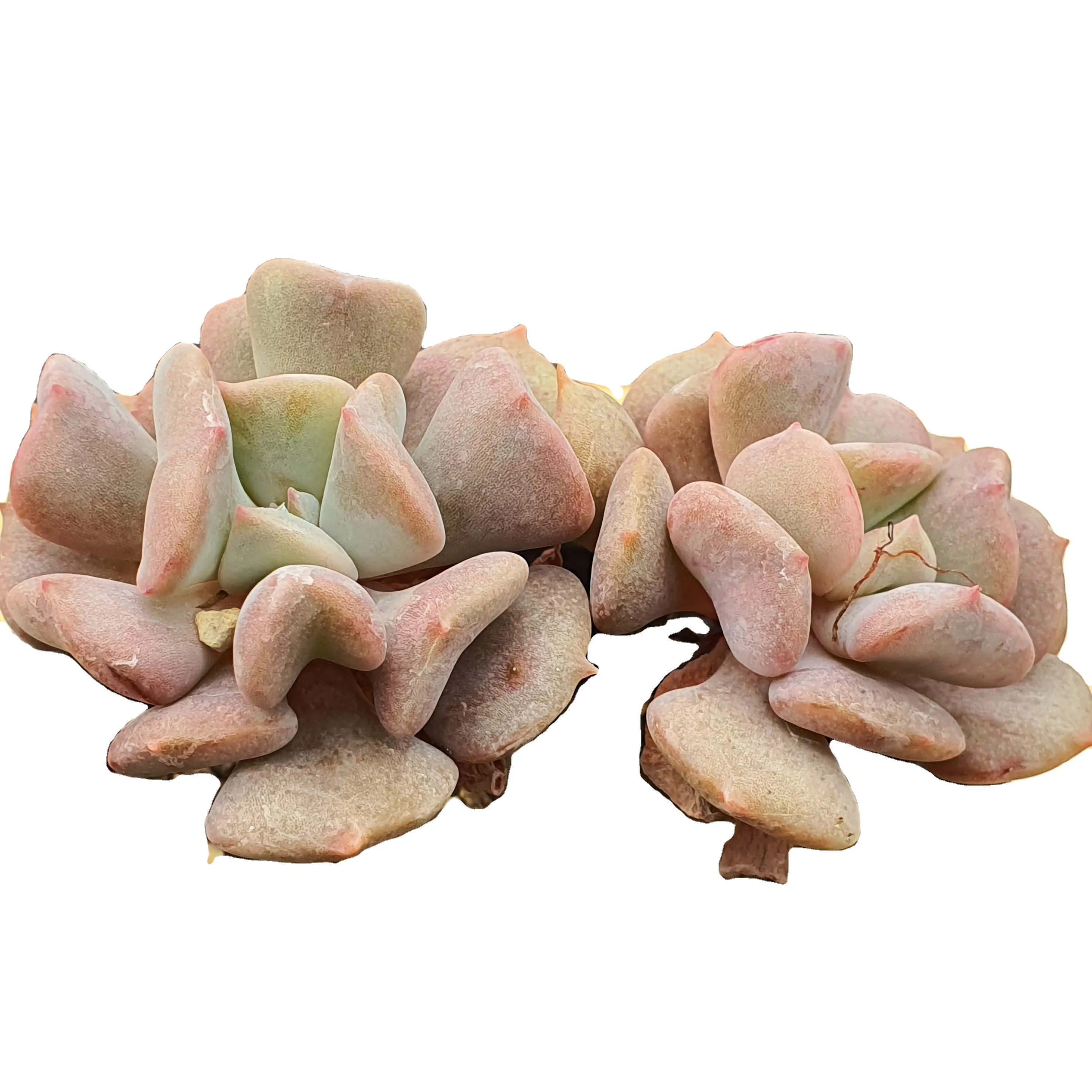 
New arrival succulents wholesale live naturals plants for home decor succulent plants Exotic 