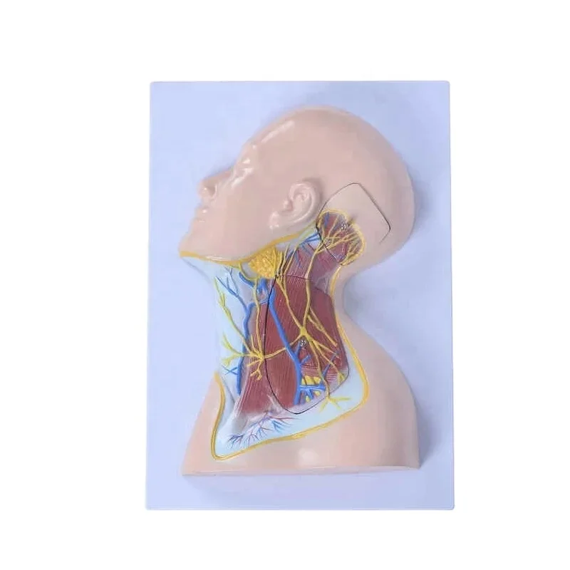 DARHMMY Medical Science модель поверхностного сосудистого нервно-мышечного отдела головы и шеи с тремя компонентами