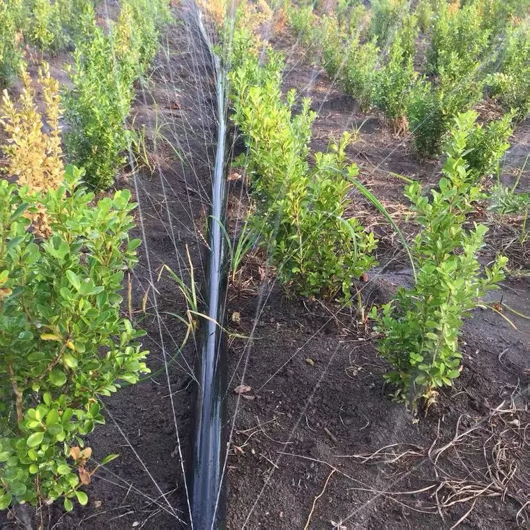 Cheap price Rain tape spray watering system micro spray tape rain hose