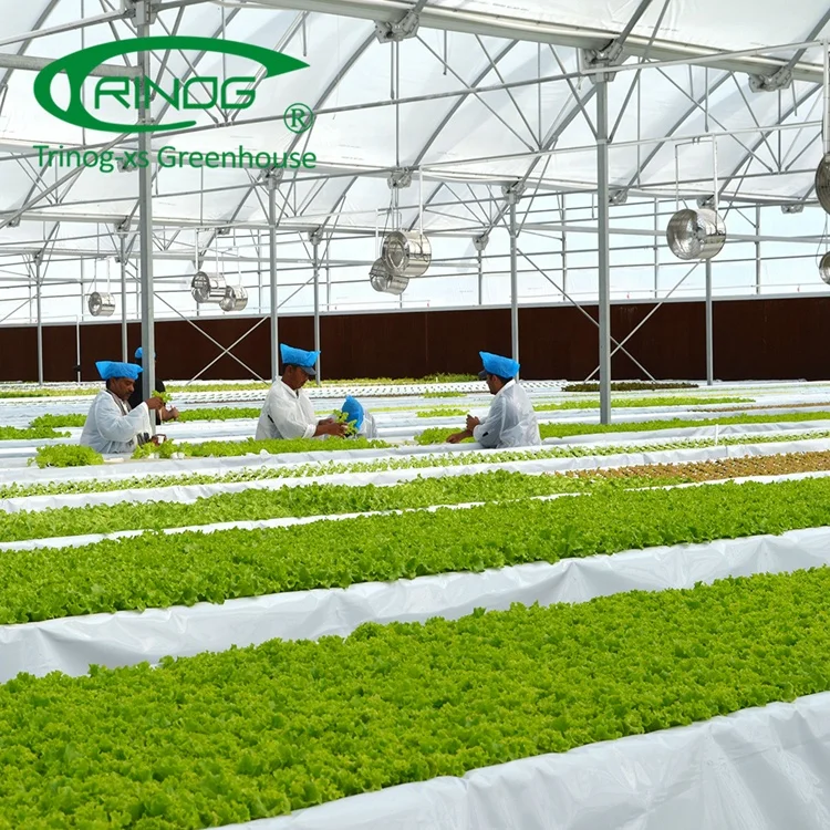 Trinog Greenhouse OEM commercial greenhouse farm ebb and flow bed hydroponic for herbs