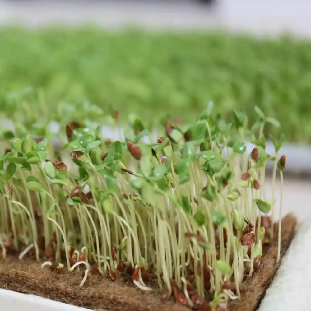 Nonwoven 100%  Natural Hydroponic Jute Fiber Felt Grow Pads for Germination Trays