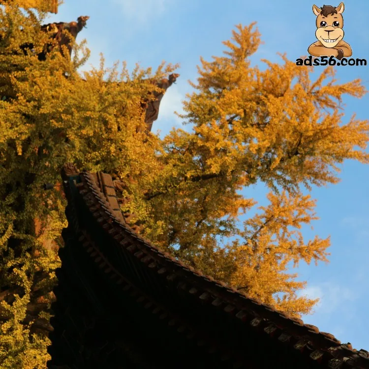 Ddp Air Freight Agent by EK TK MU ET air company with low cost to Oman Georgia Australia