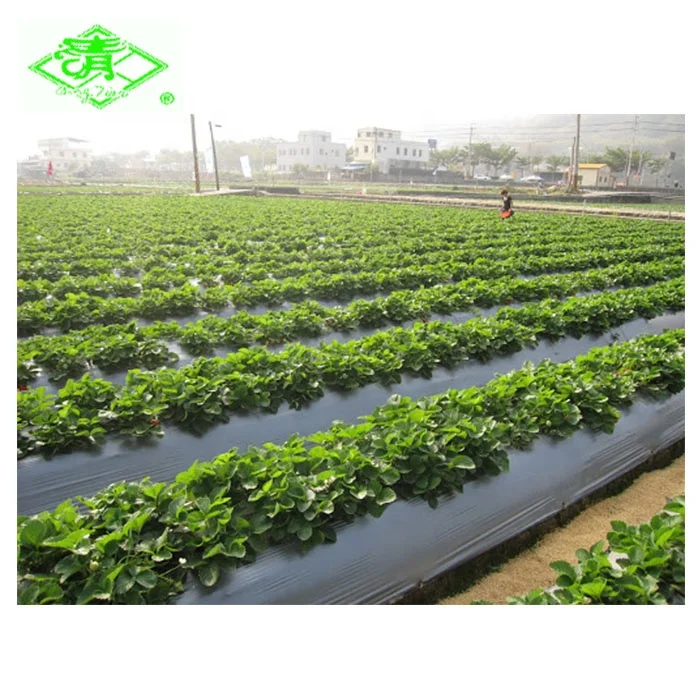 Best selling agriculture100% LDPE Mulch Film for greenhouse solar to control weed