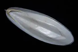 Premium Grade cuttlefish bone powder/dried cuttlefish bone/Ms.Thi Nguyen +84 988 872 713