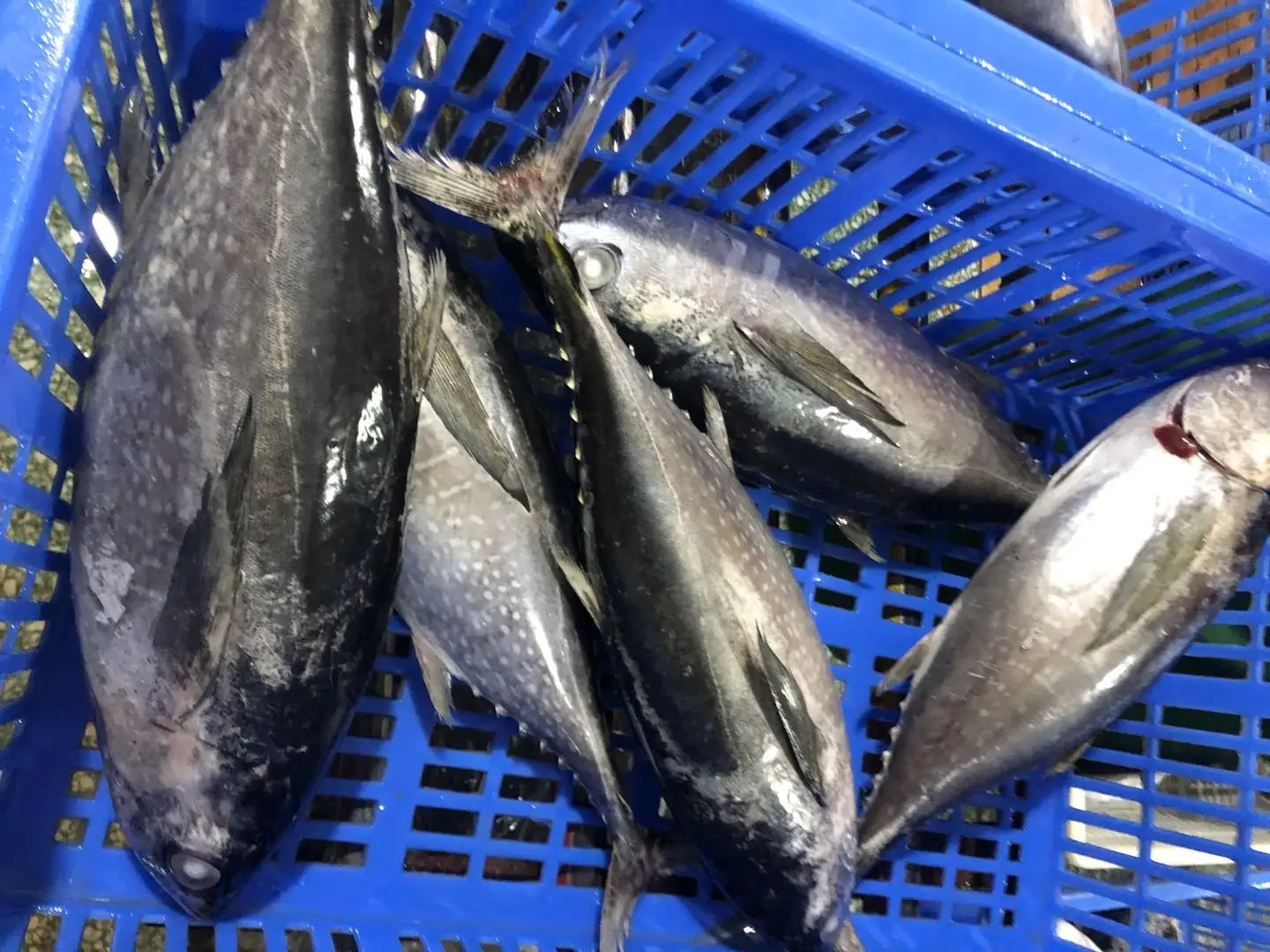 Best quality good price Malaysian Tonggol tuna for canned fish