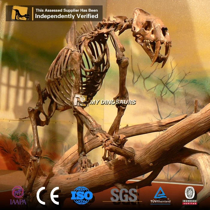 Скелет MY DINO L100 в натуральную величину ископаемый Бегемот для музея