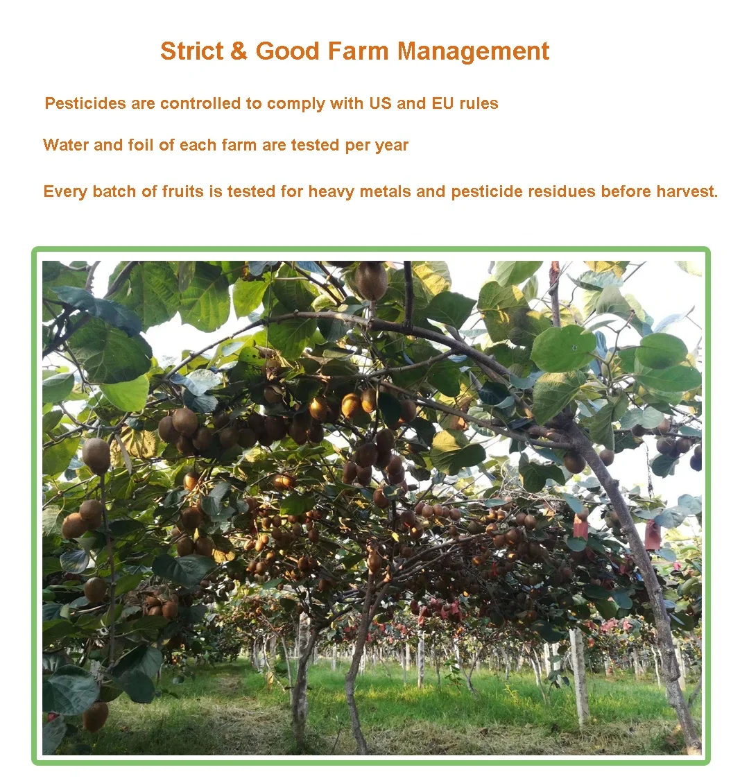 Dried Fruits Food Ingredient Freeze Dried Kiwi Slices for Healthy Drink