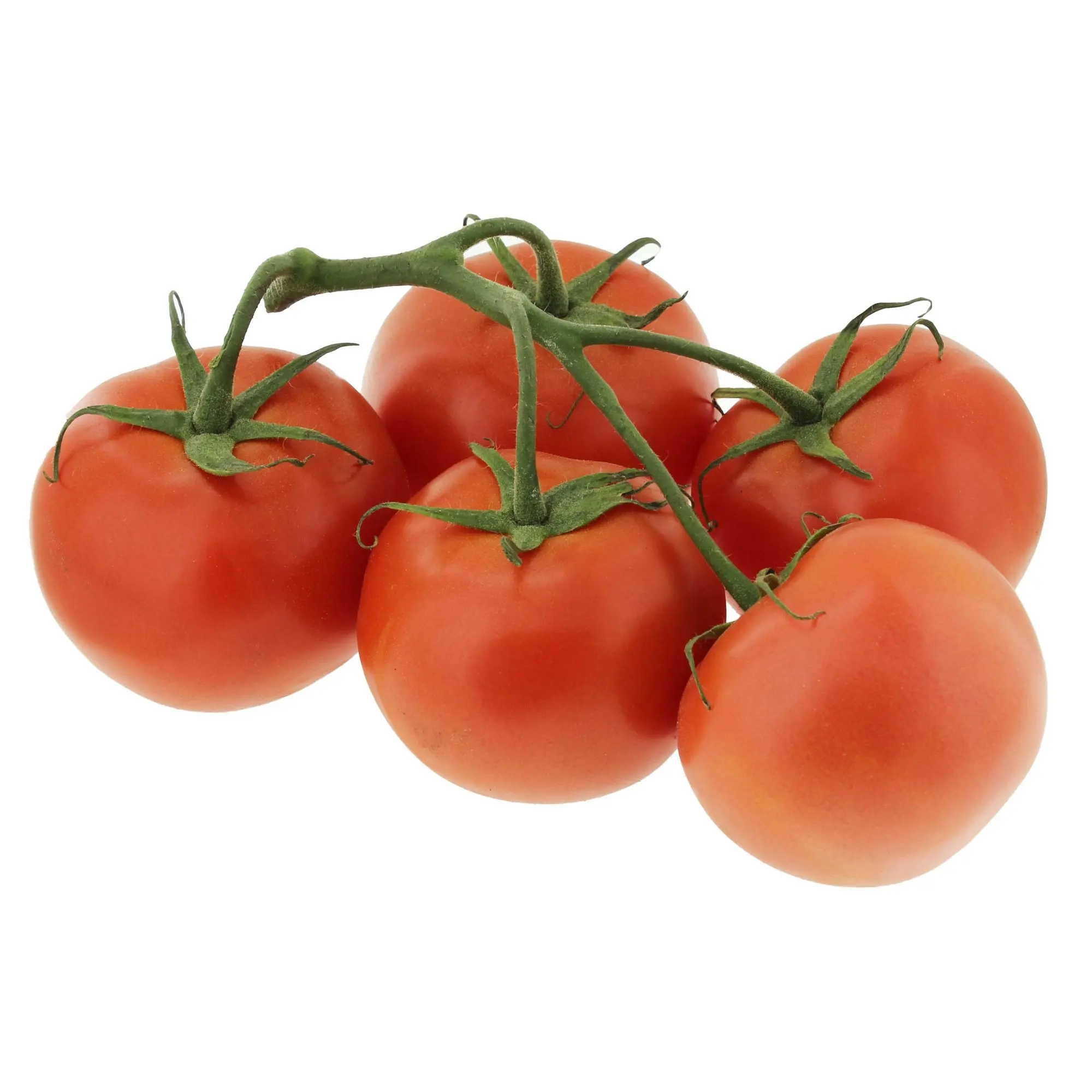 
Fresh Tomato at Cheap price 