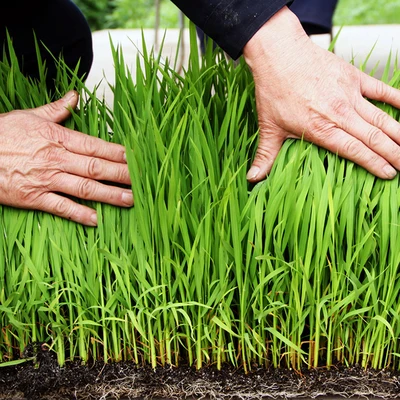 Fast Shipping gloden vermiculite/exfoliated vermiculite price/bulk vermiculite gold expanded vermiculite