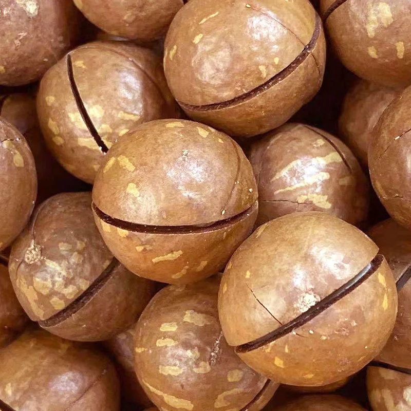 Factory Direct Price Own Planting Base Macadamia Nuts Wholesale Raw Materials For Roasted Chocolate Macadamia in Shell