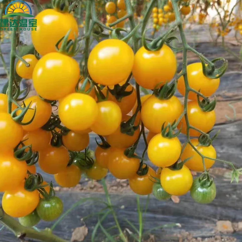 SUNSGH higher yield SUNSGH Agricultural Greenhouse Hydroponic coco peat tomato