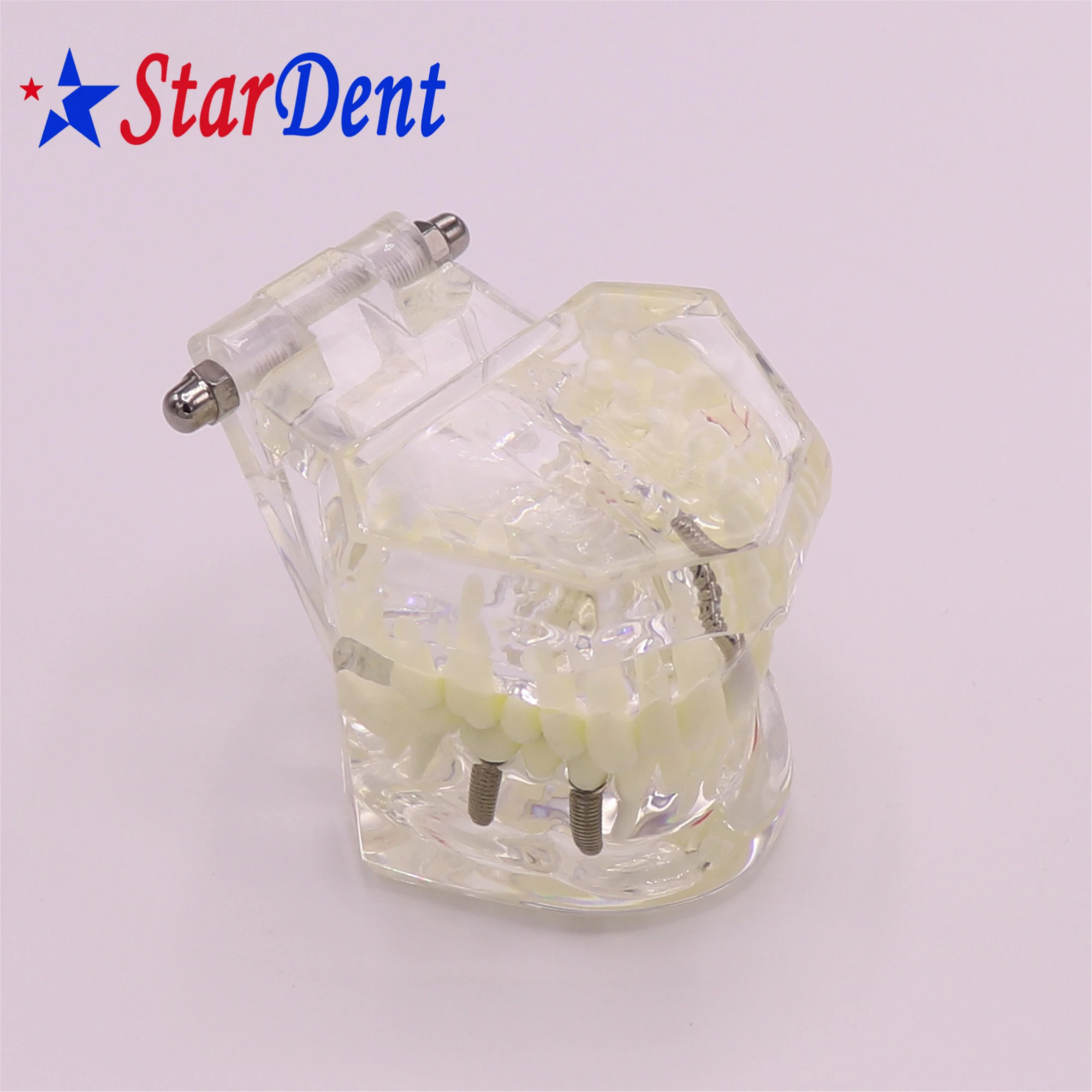 Dental  Teeth Implant Model For Tooth Implant Practicing