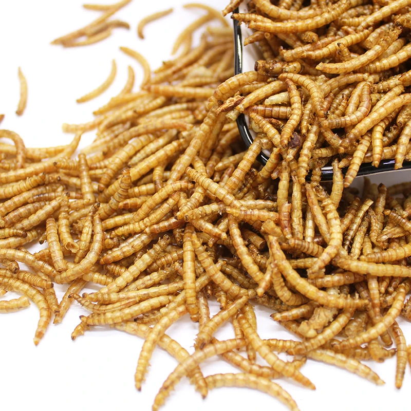 Pet Food Raw Material Bird Food Dried Mealworms in Bulk for Fish Bird Hamster