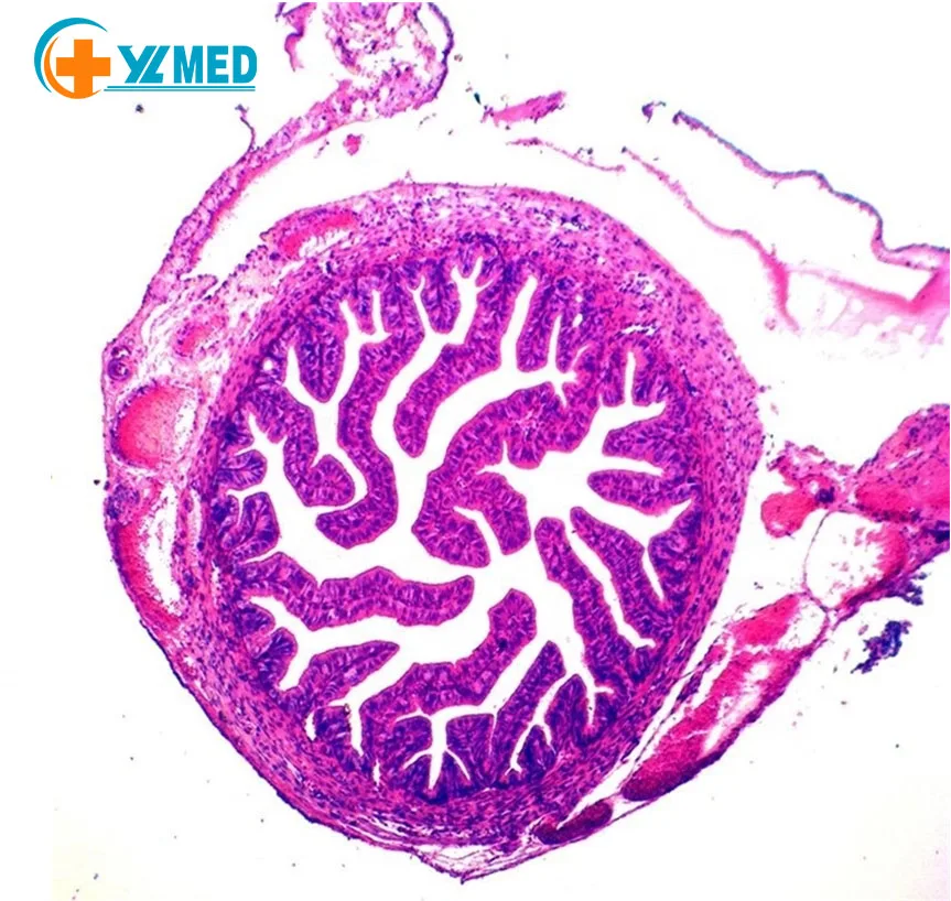 medical science Factory 100 Kinds Human body histology tissue teaching prepared microscope slides sets in wooden box