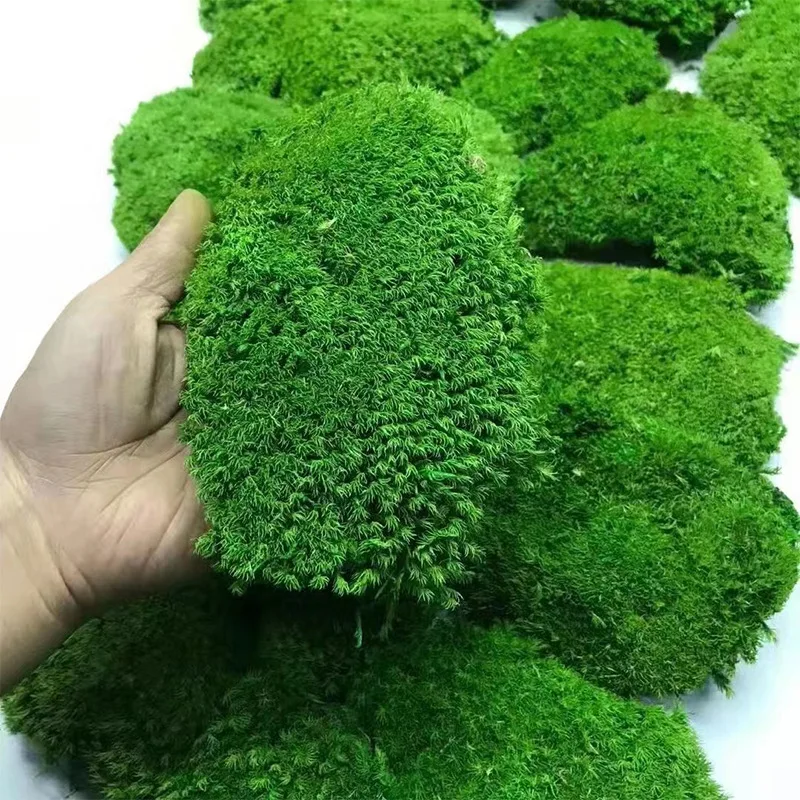 EG-G618 Immortal moss large gray moss green background wall plant material simulated  moss