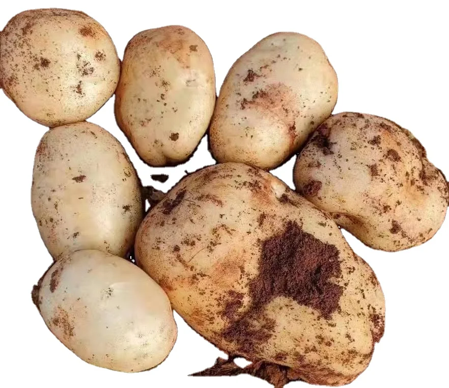 2021 new crop  Chinese fresh potatoes hot sale factory price potato Holland potato