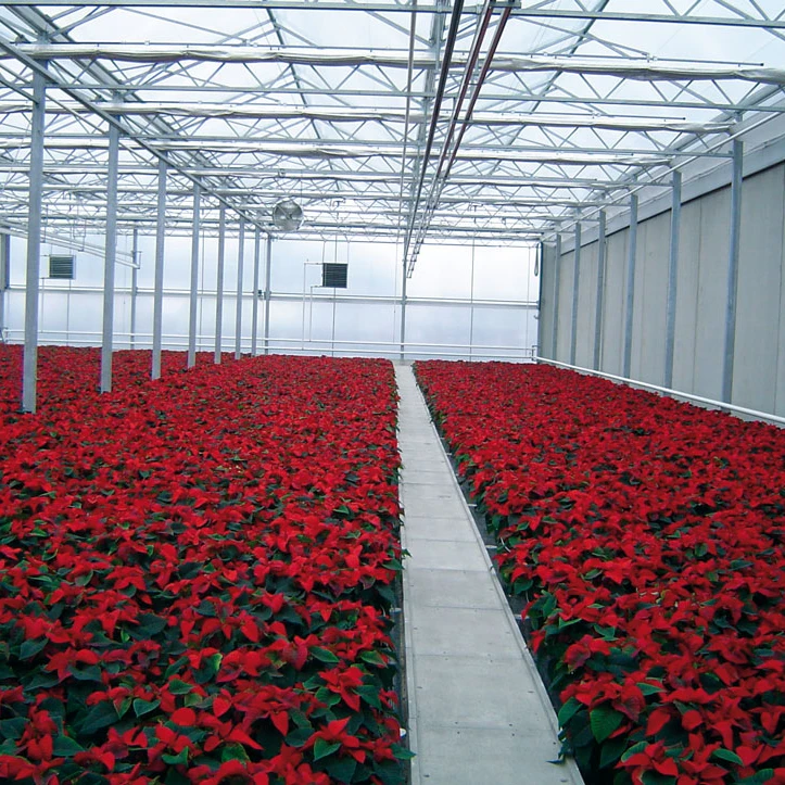 
high end flower rose/tulip growing greenhouse with exact climate control 