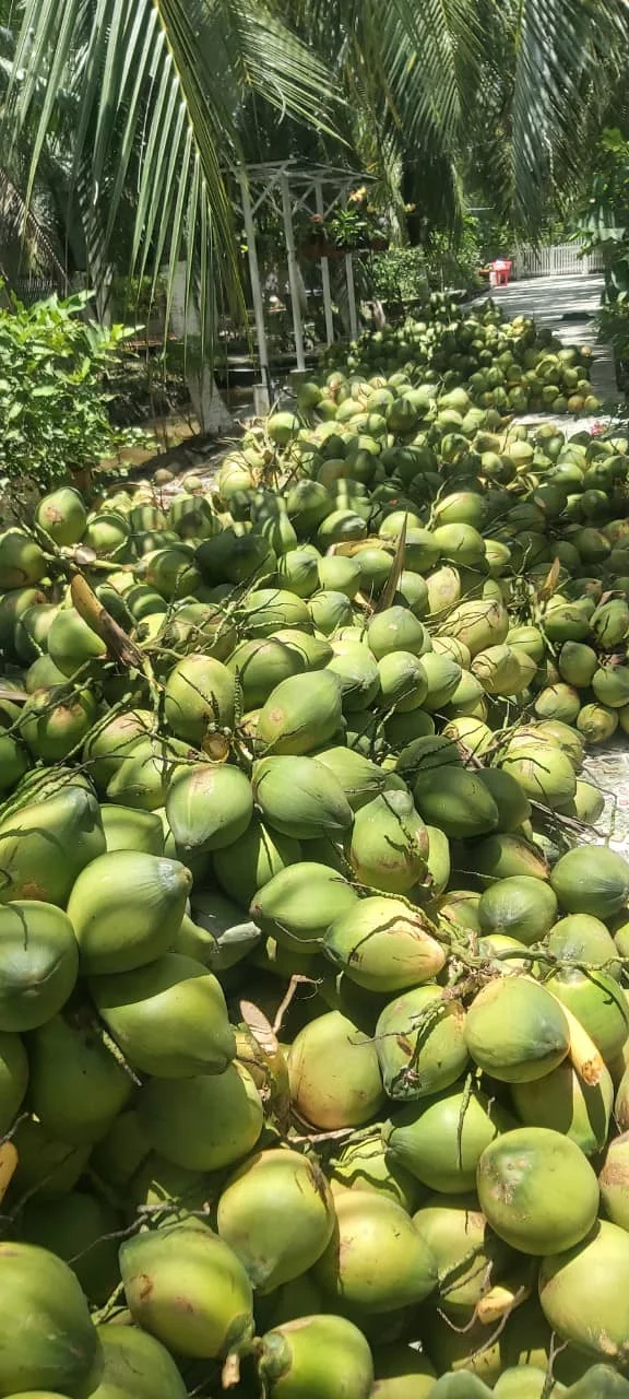 HOT SELLES - 100% Organic High Quality - Young Coconut Fresh from Vietnam Best Price For Export