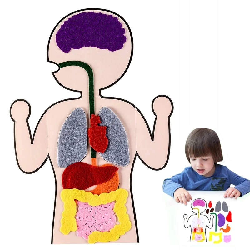 Kids Early Education Toys Human Organ Cognition DIY Weave Cloth Sticky Montessori Toys For Baby Children Learning