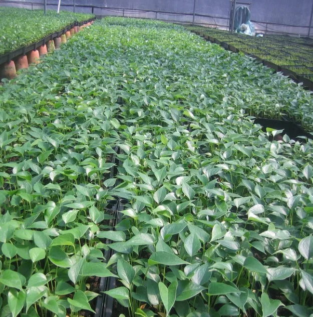 
Wholesale high quality real plants Anthurium andraeanum tissue culture tray/plug seedling of indoor bonsai Supplier 