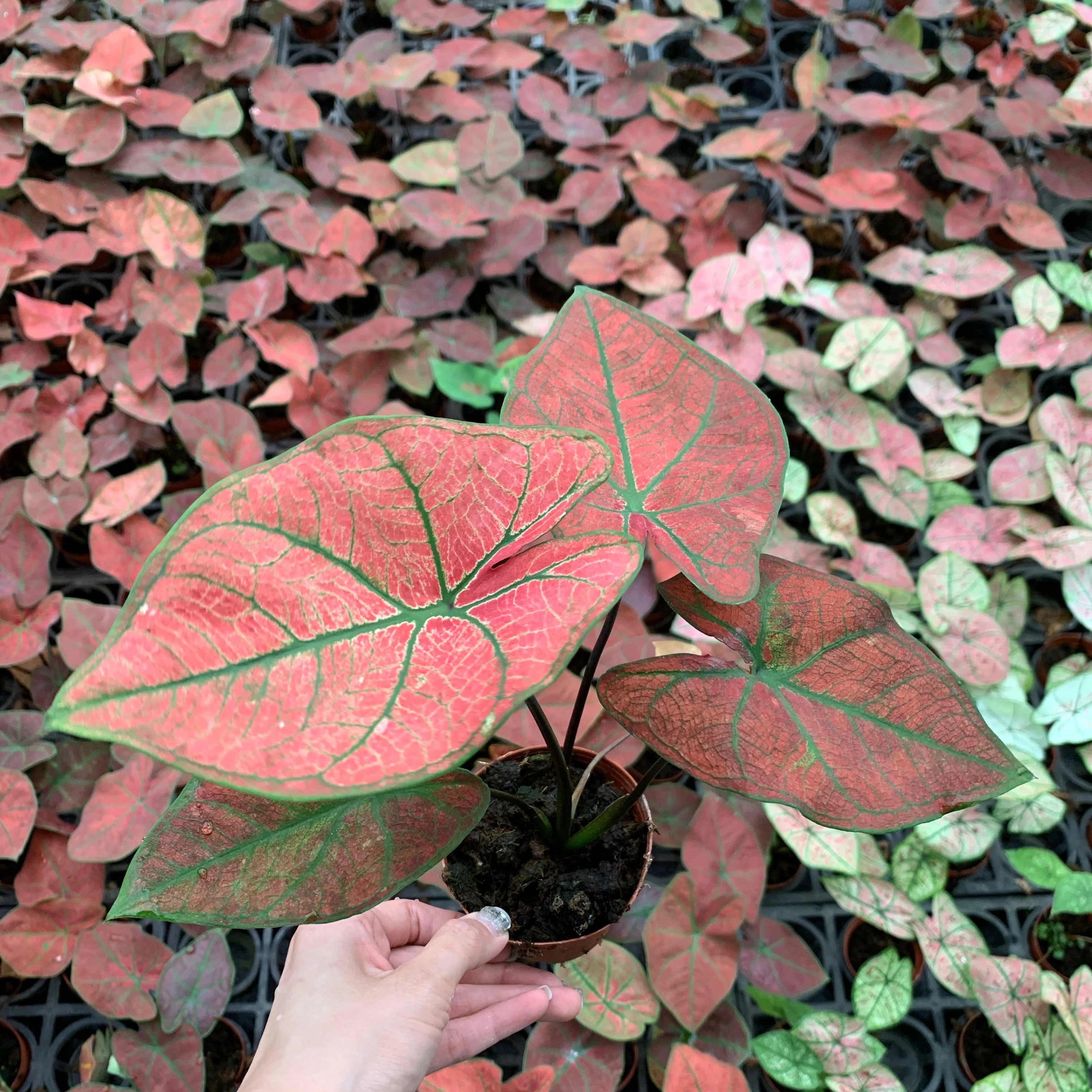 
Wholesale difference kinds of Colorful Caladium live plants bonsai on sale 