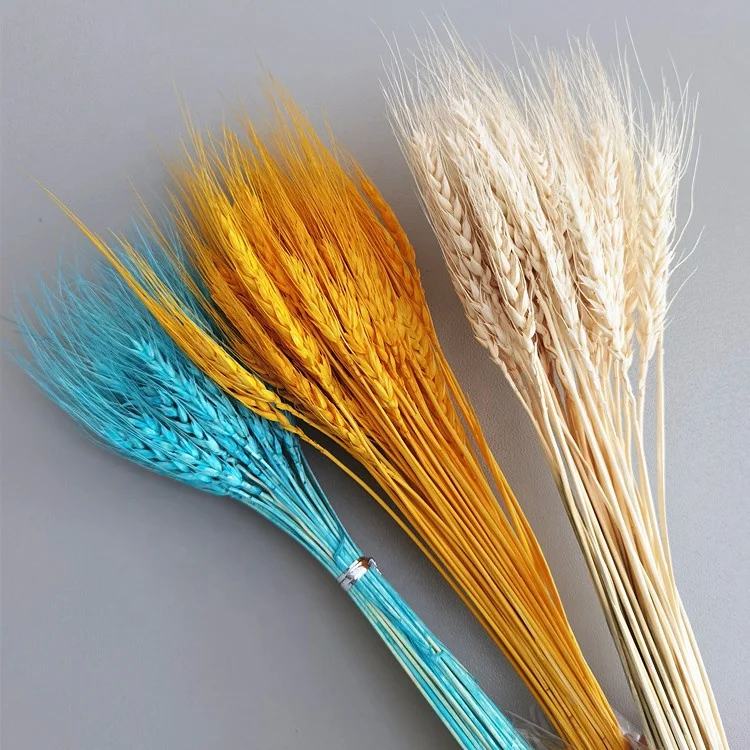 wholesale dried plants real natural dried wheat flower for office decoration