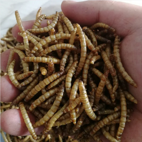 Wholesale Retail Dried Mealworm Edible Worm for Parrot Chicken Bird Food