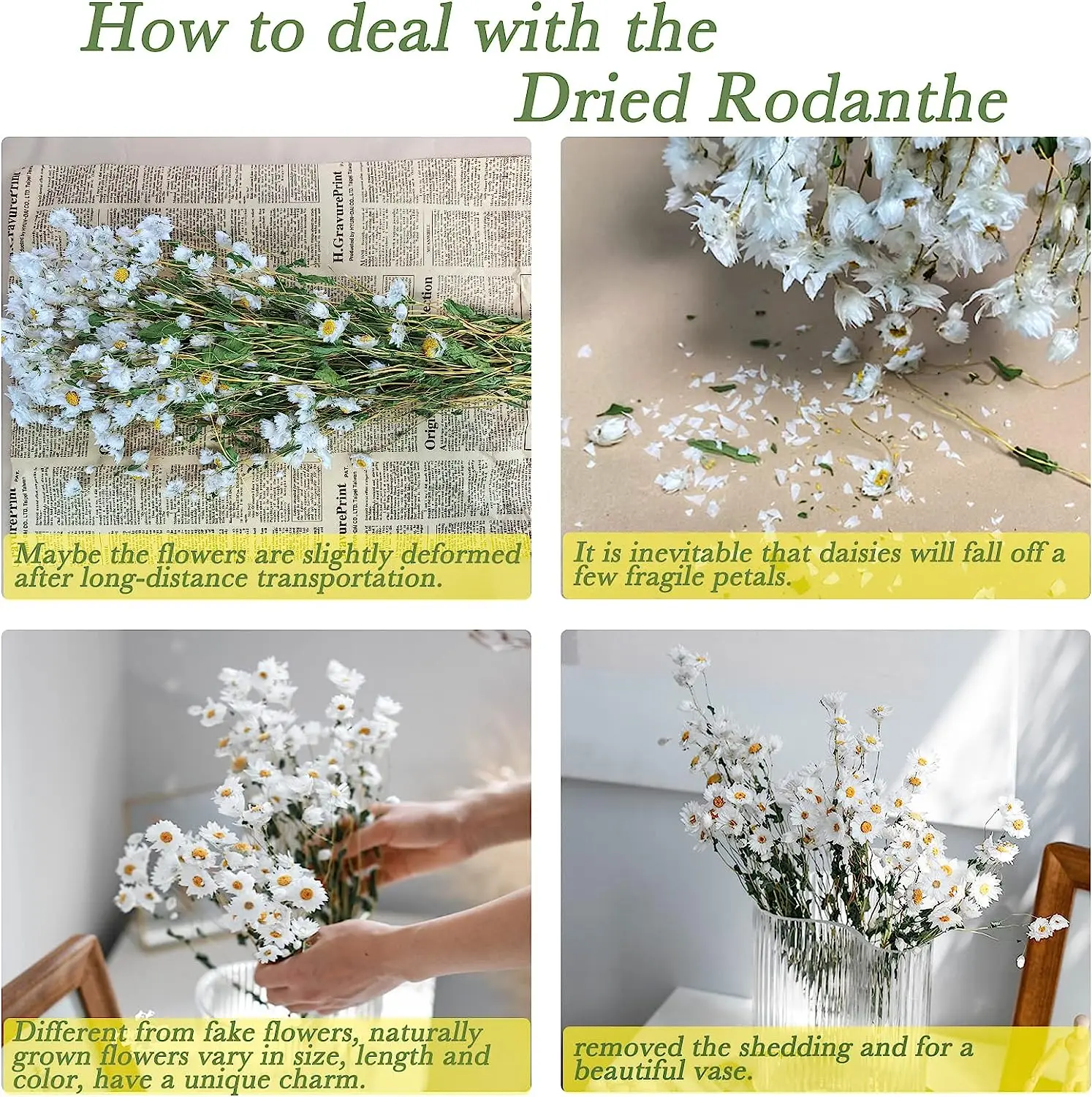 Dried Daisy White Flowers Real Chrysanthemum Rhodanthe Daisies Flower Head Length 17' Gerber Daisies for vase Bouquet