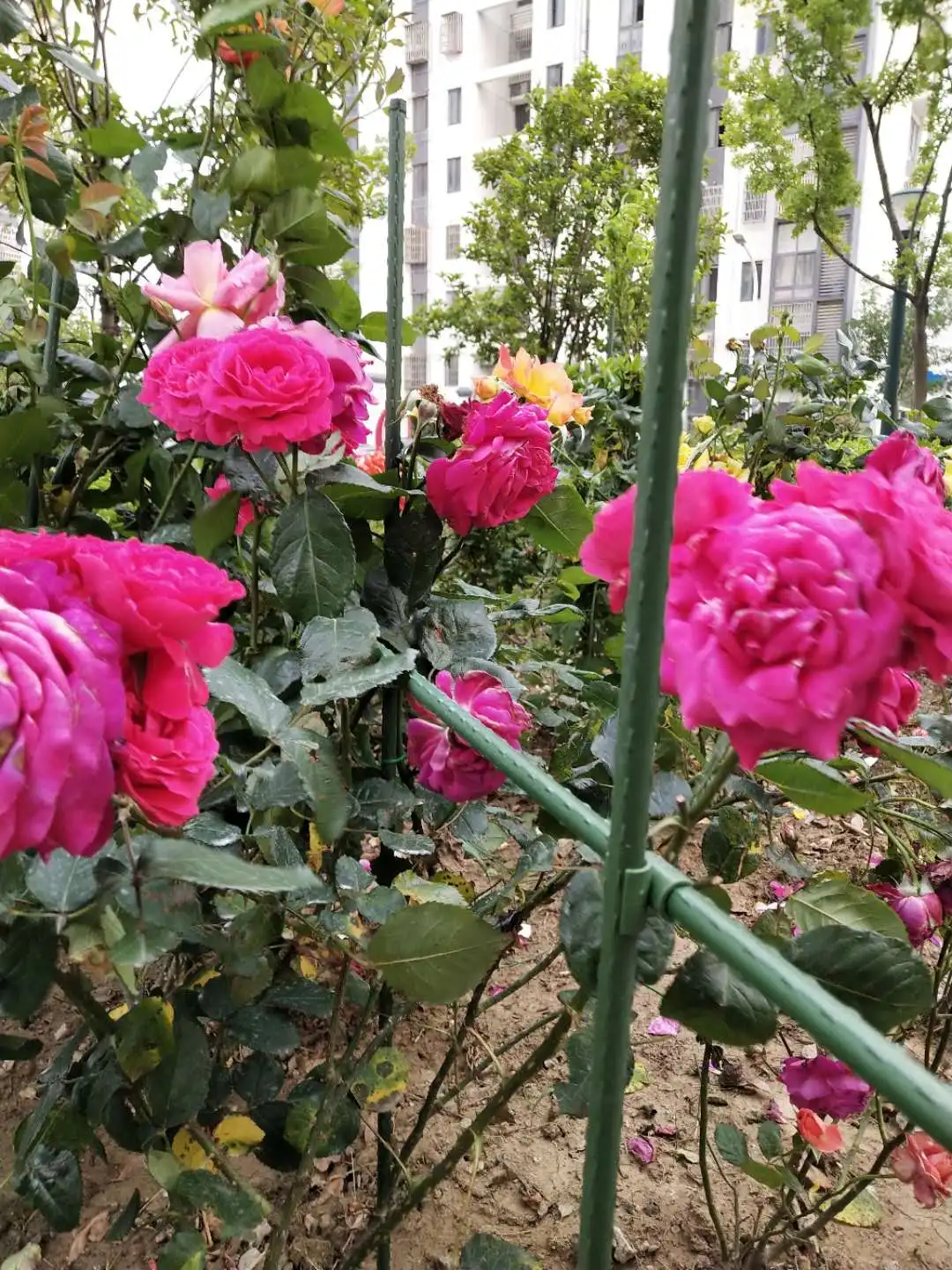 Floral Support Sticks plant Outdoor Spike Lawn Ground Nail Heavy Landscape Edging Decoration Stakes Waterproof Garden Ornaments