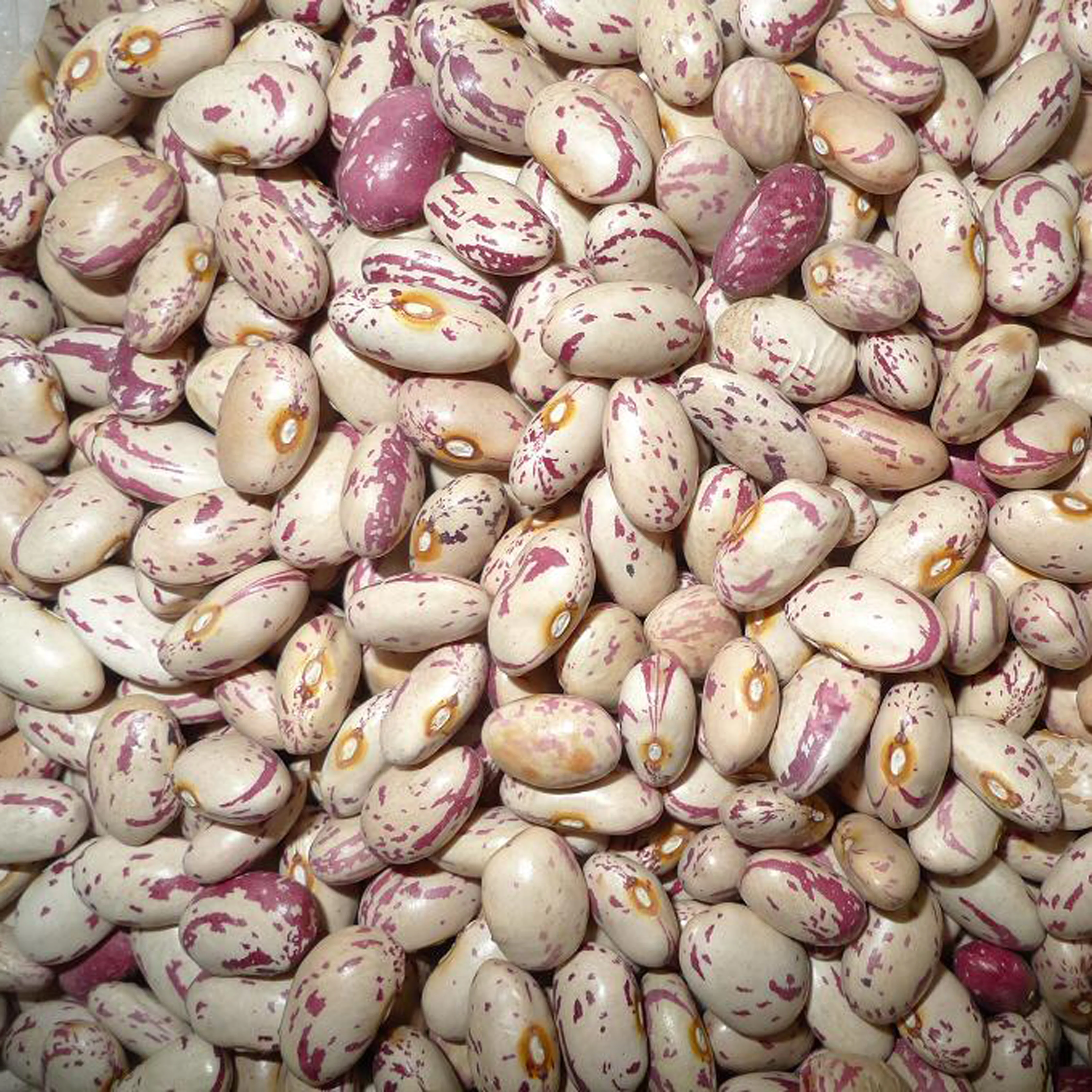 Новый Урожай LSKB легкая зернистая фасоль для ручной сборки