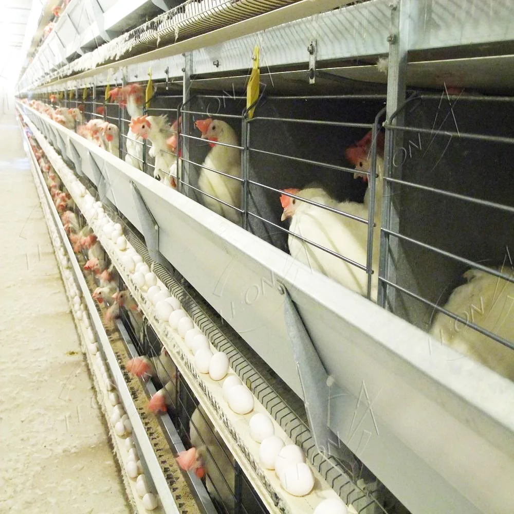 High Quality H Type Layer Birds Cages for Big Chicken Made in China