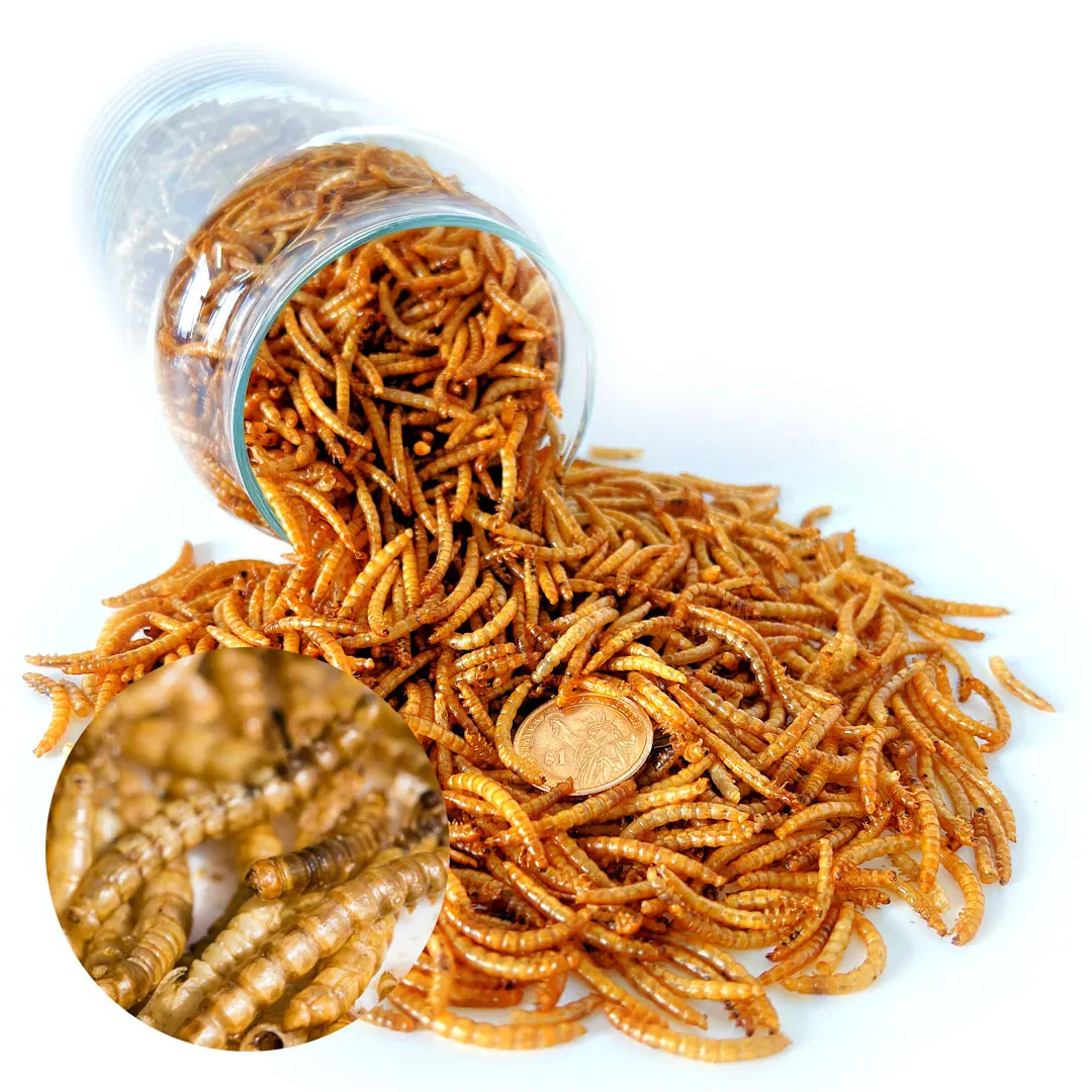 Cricket Powder Instead Of Powdered Yellow Mealworm Insect Snack Insect Dry Powder Animal Feed Raw Materials