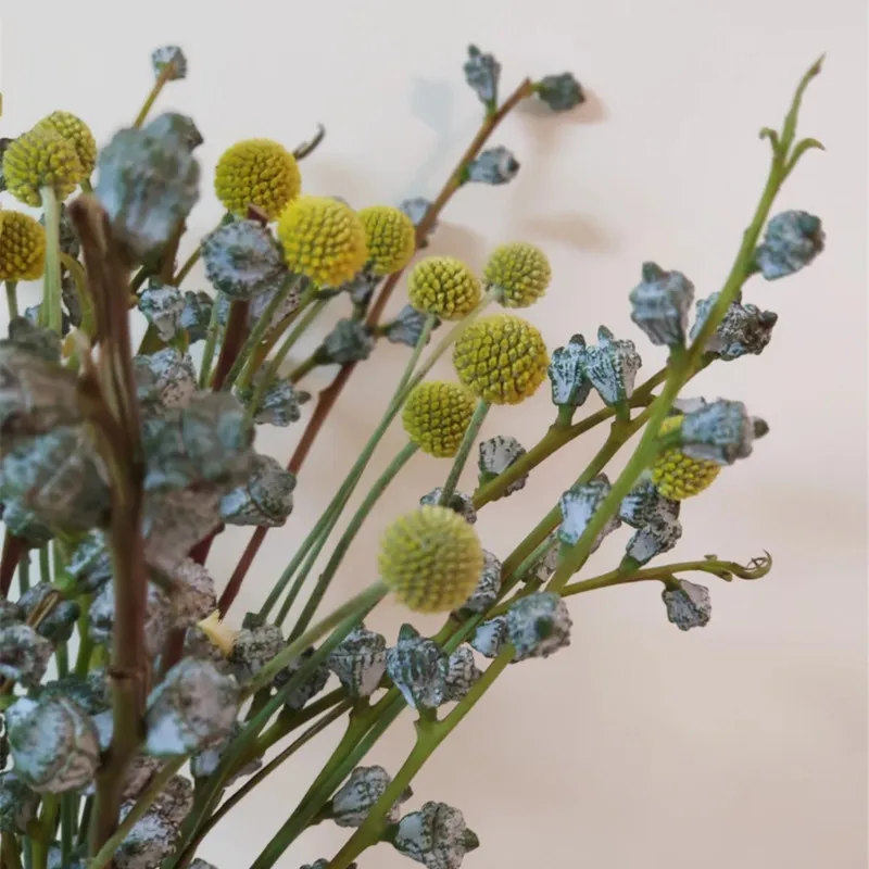 mini pampas dried flower whisk dry flower bouquet thailand