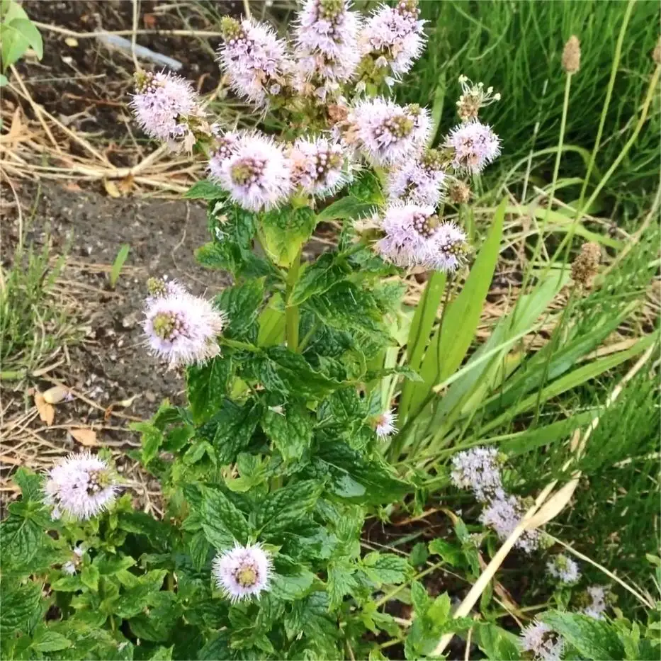 Масло китайских зеленых мятных конфет 100% экстракт растений Mentha Spicata 1 кг эфирное масло мяты чистое для волос лица