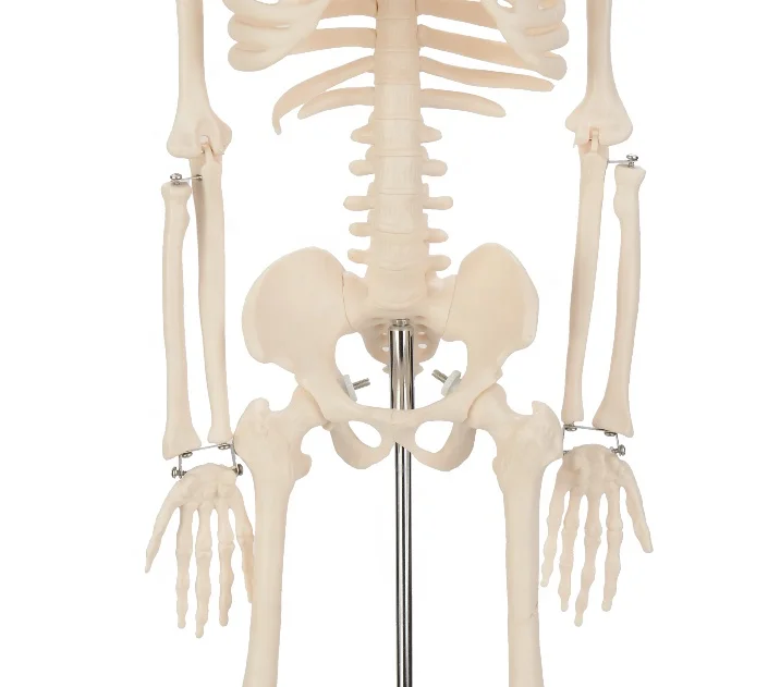 CBM-001C 85cm Human Skeleton  Model,Artificial Education Anatomical Medical Skeleton Model