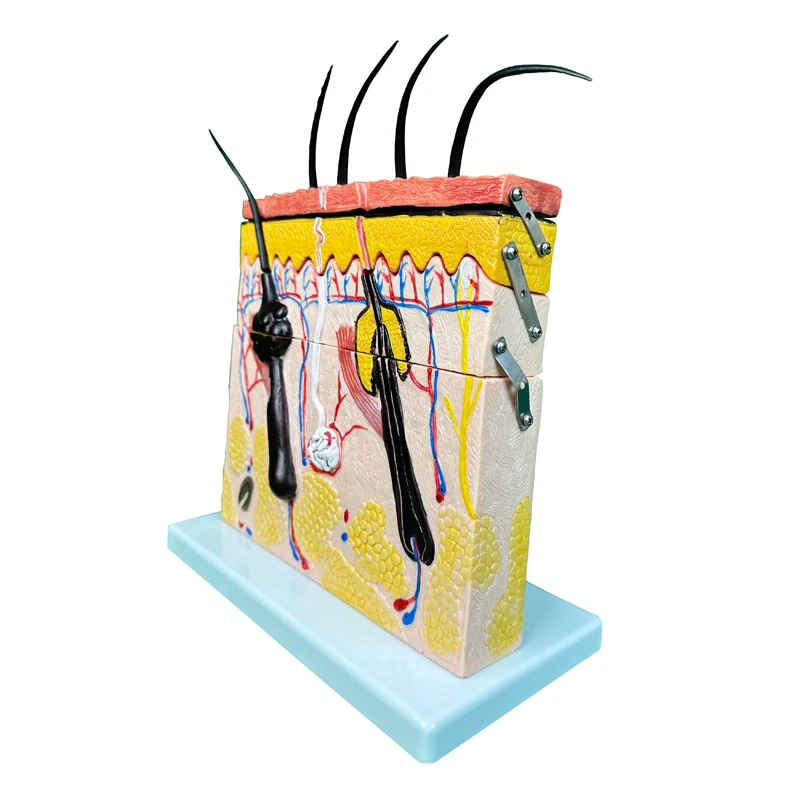 Factory medical science education model medical anatomical model  Anatomy Skin Model
