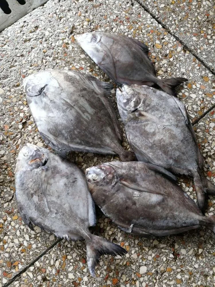
Indonesia Seafood Fish Frozen Black Pomfret 