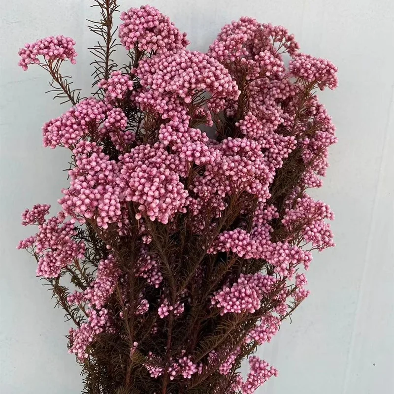 Small Reed Ozothamnus Millet Dried Flowers Bunch Bouquet Natural Arrangement Preserved Rice Flower for Wedding