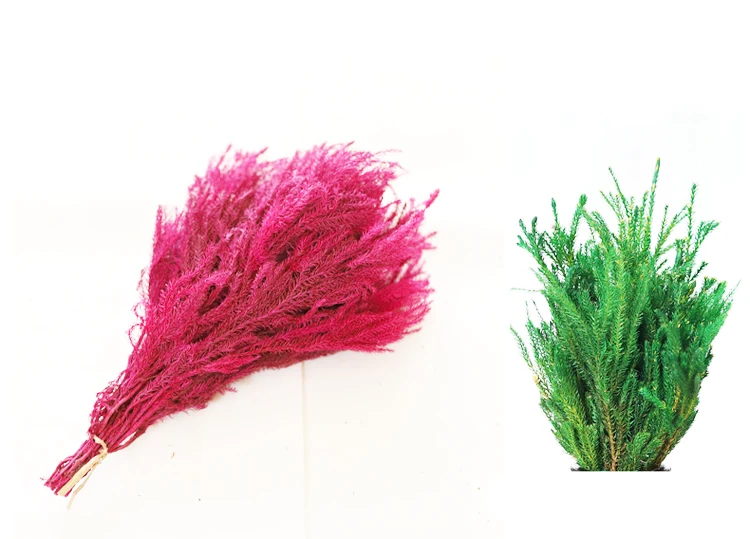 Summer Flora Wholesale natural decorative flowers preserved plant club moss for christmas ornament