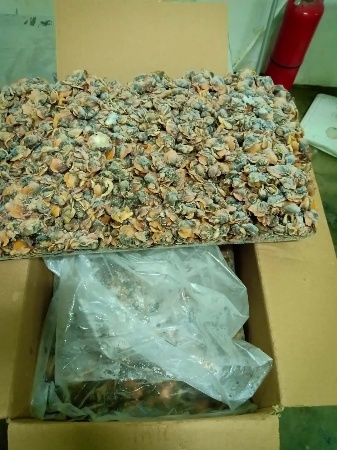 Frozen baby clam meats