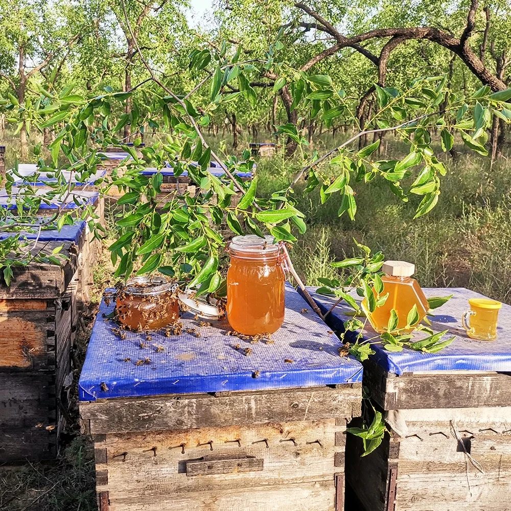 Honey Bee Yemen standard Sidr Honey 100% natural for wholesale and bulk