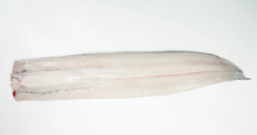 OEM&ODM Customize Eel Frozen Raw Eel Fish Seafood