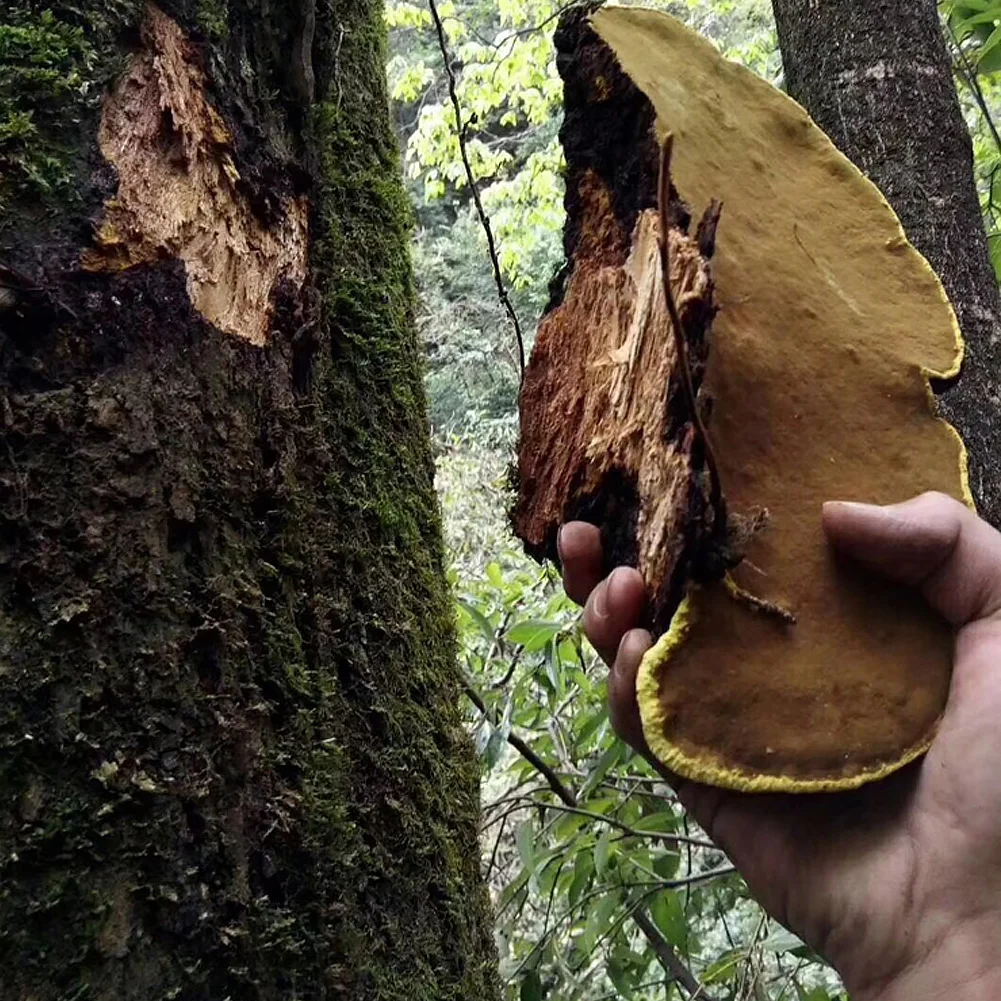 Natural Organic Phellinus Igniarius / Phellinus Linteus Mushrooms Extract Powder  for Sale