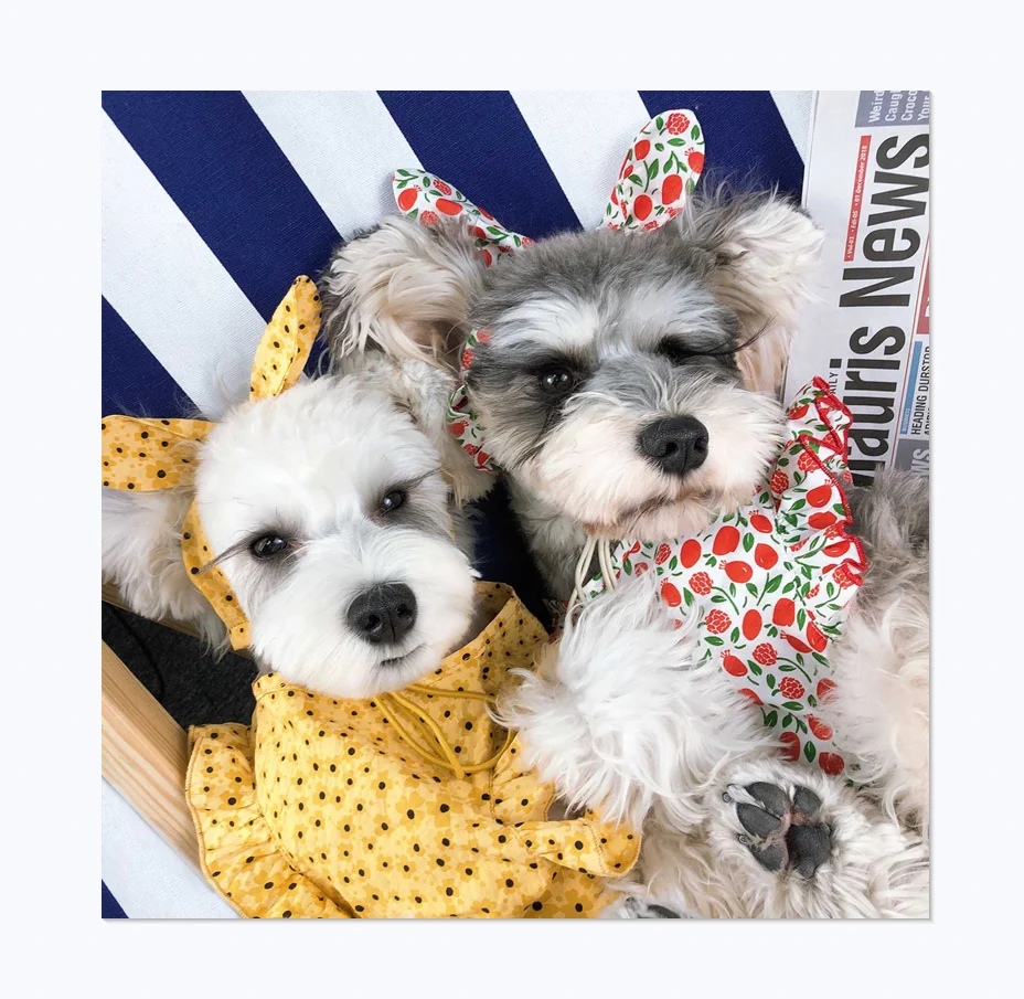 Spring/Summer Fashion Design New Floral Cute Headed Rope Pet Dog Skirt Suit